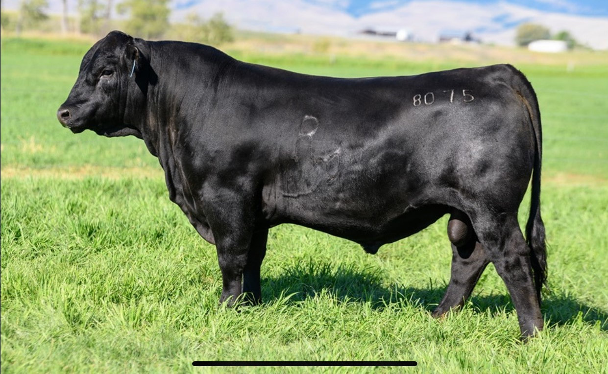 PGC Forge was a bull raised by our good PGC Shoeshone 4106 donor cow. Forge has proven himself to transmit performance, structure and correctness, and good temperament into his calves. They were our top weaning sire group this fall, and they continue to perform in the feedlot. 