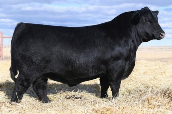 Square B True North 8052 has proven himself at PGC to excel as a heifer bull producer, transmitting calving ease characteristics to his progeny. In addition, the calves grow with thickness and capacity and an extremely quiet, reasonable temperament. 